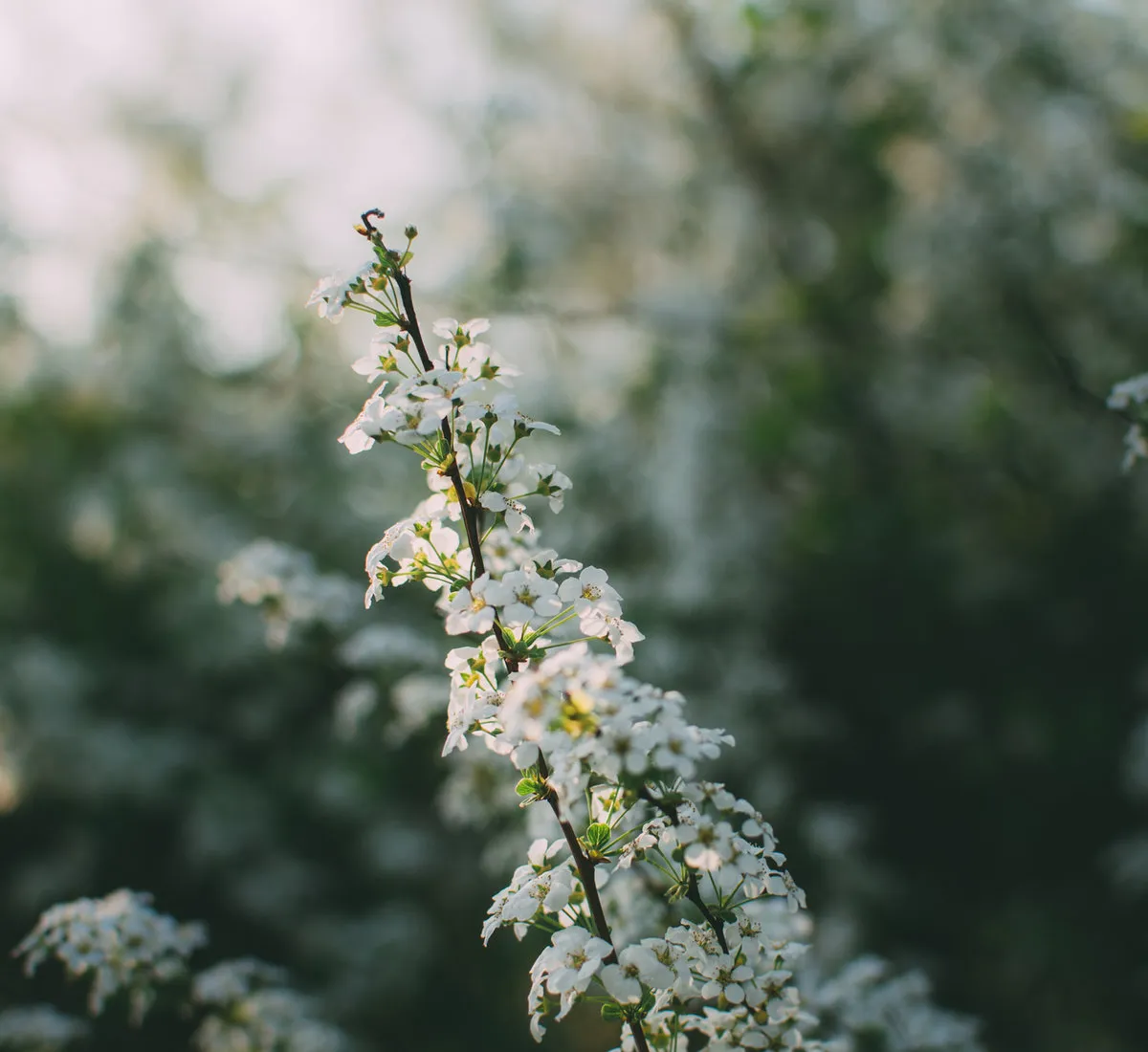 White flowers